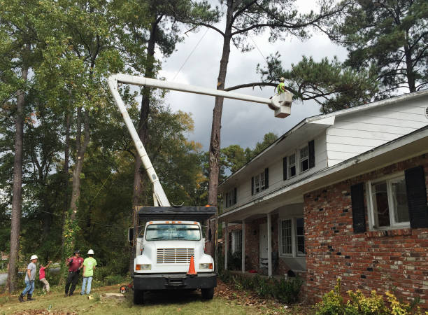 Best Residential Tree Removal  in USA